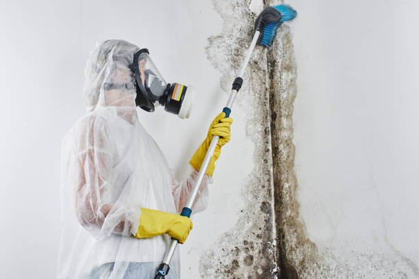 Certified Mold Removal in Lisbon, IA