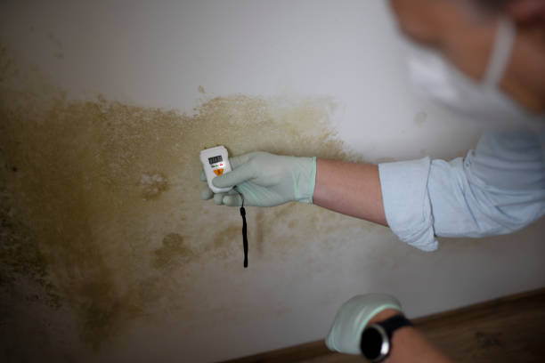 Best Certified Mold Removal  in Lisbon, IA